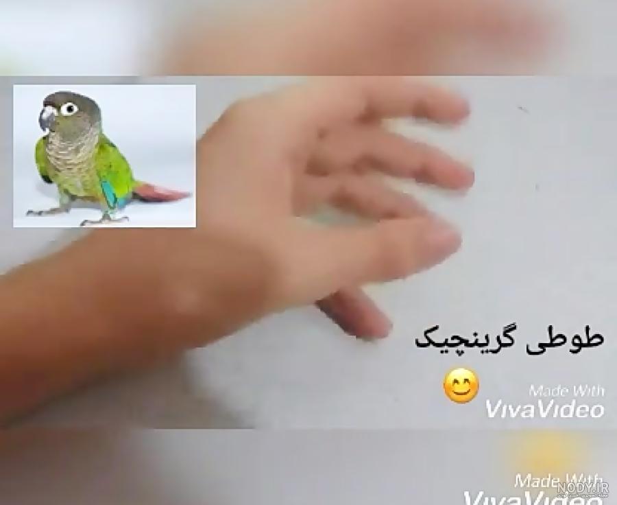 طوطی گرینچیک" پرنده‌ای زیبا، ولی خجالتی! (معرفی کامل)