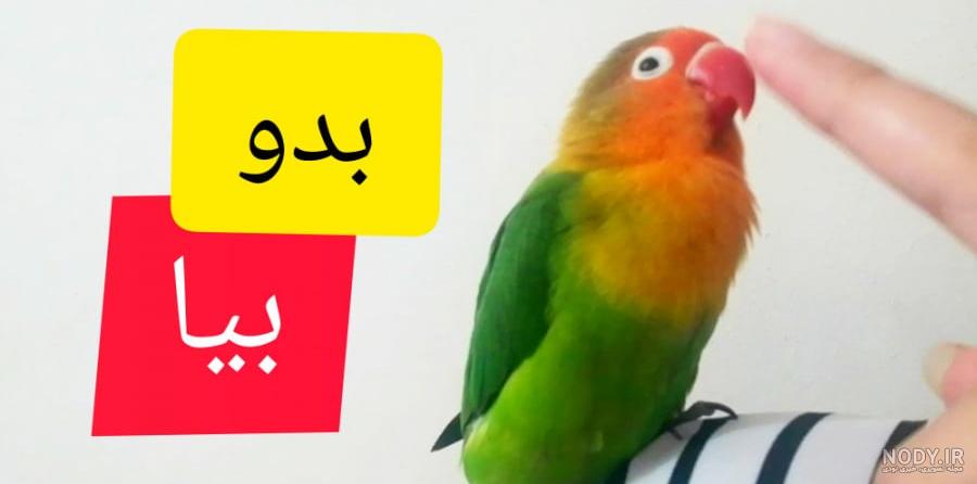 طوطی گرینچیک" پرنده‌ای زیبا، ولی خجالتی! (معرفی کامل)