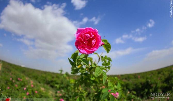 عکس خرگوش چاقالو