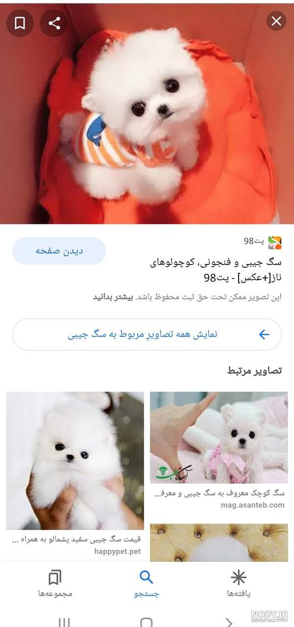 عکس سگ های فنجانی پشمالو عکس سگ های فنجانی پشمالو