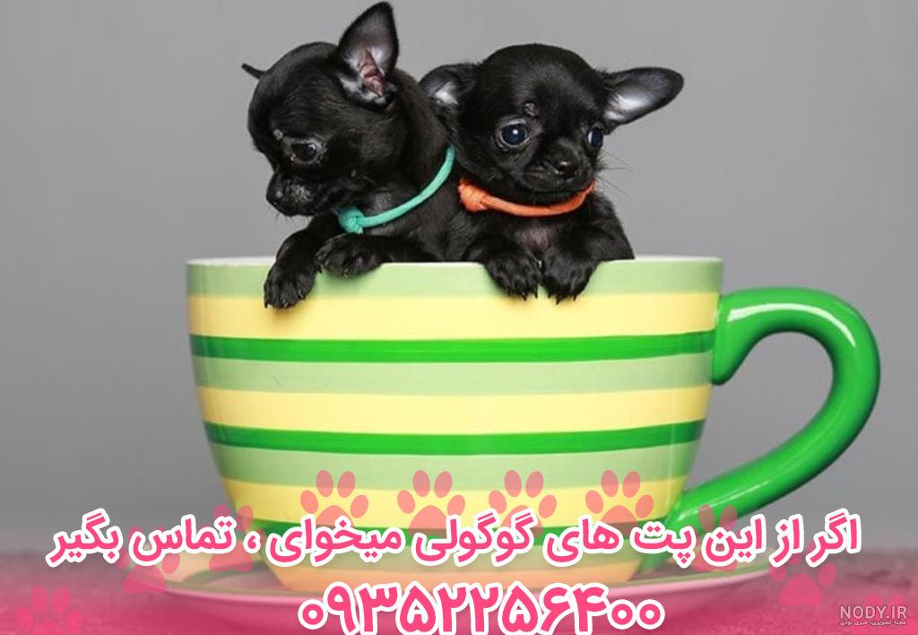عکس سگ های فنجونی در ایران عکس سگ های فنجونی در ایران