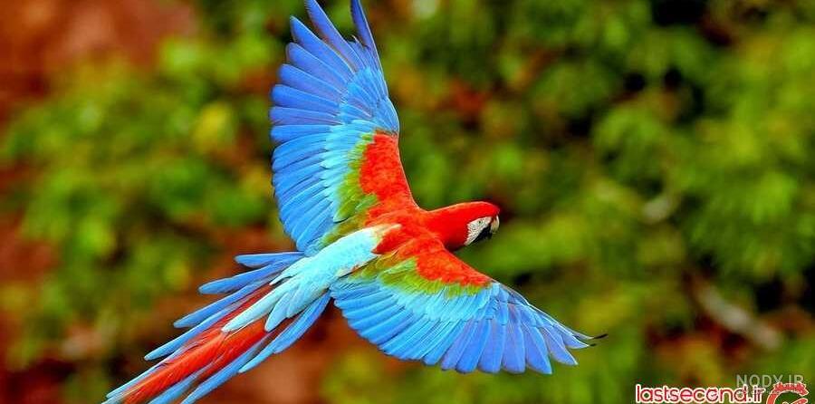 عکس طوطی ارا ابی طلایی
