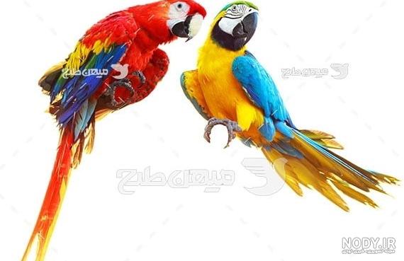 عکس طوطی ارا ابی طلایی - عکس نودی