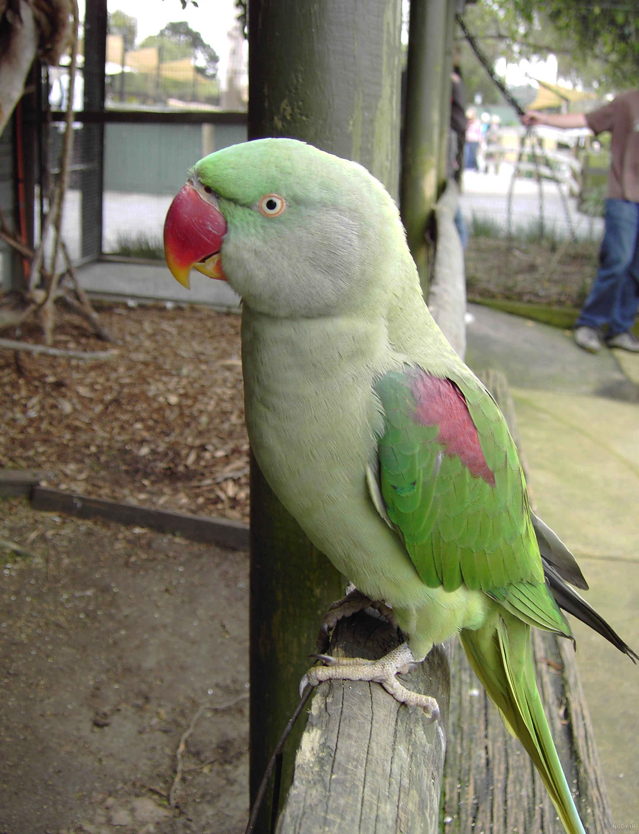 عکس طوطی نوک بزرگ