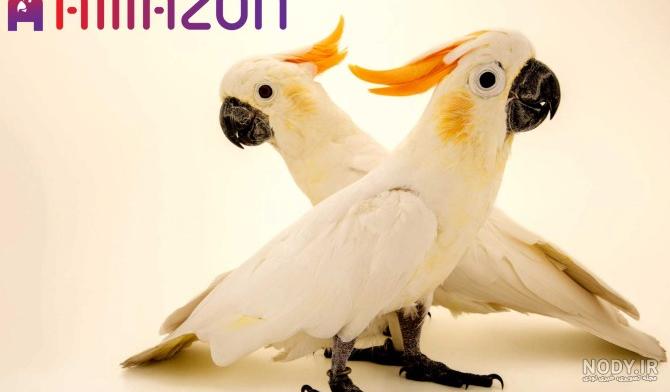 عکس طوطی کاکادو - عکس نودی