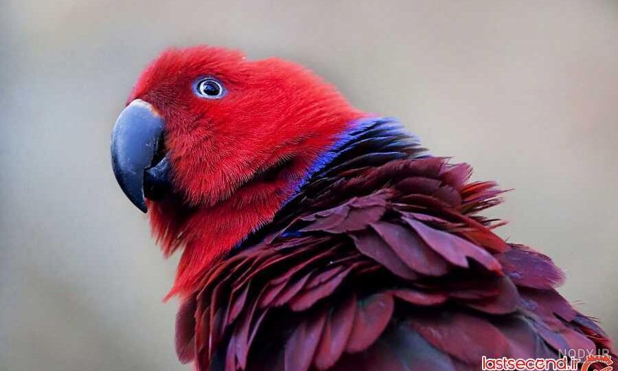 عکس طوطی کاکادو