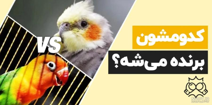 عکس طوطی گرینویچ