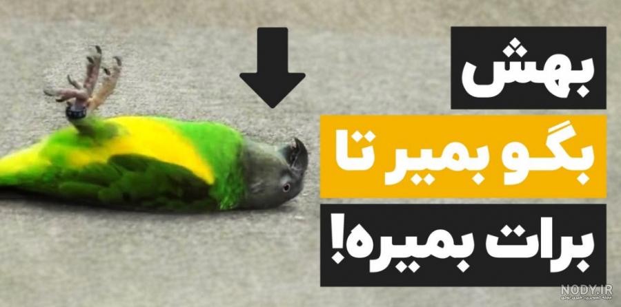 عکس طوطی گرینویچ
