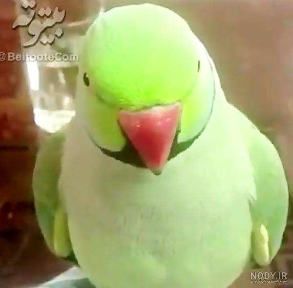 عکس طوطی گوگولی