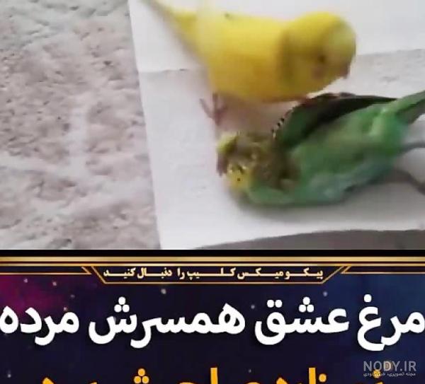 عکس طوطی گوگولی