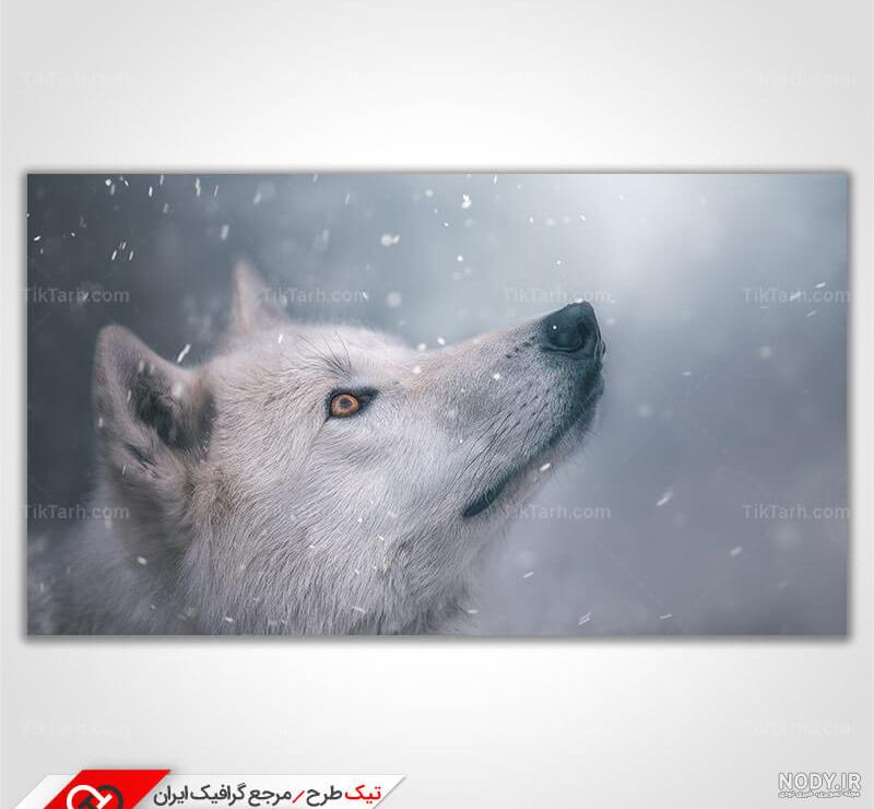 عکس عقاب برای فتوشاپ - عکس نودی