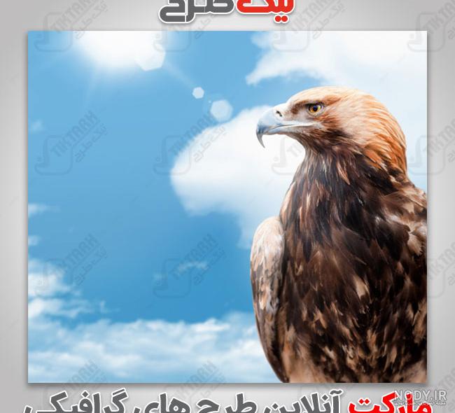عکس عقاب خشمگین