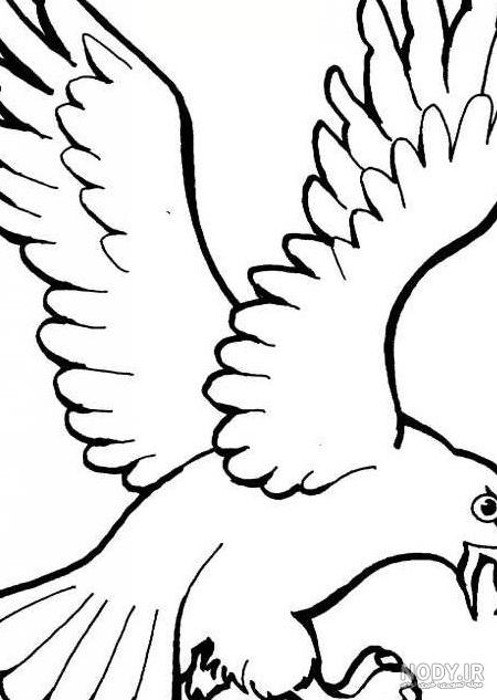 عکس عقاب طلایی - عکس نودی