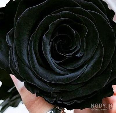عکس گل سیاه رز