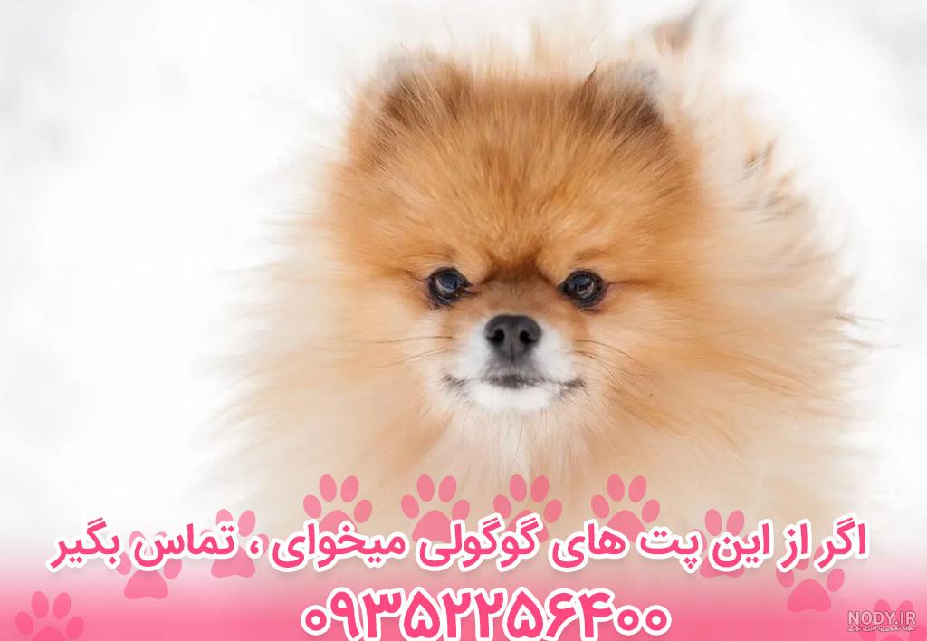 قیمت و خرید سگ پامرانین خرسی و روباهی (Pomeranian)