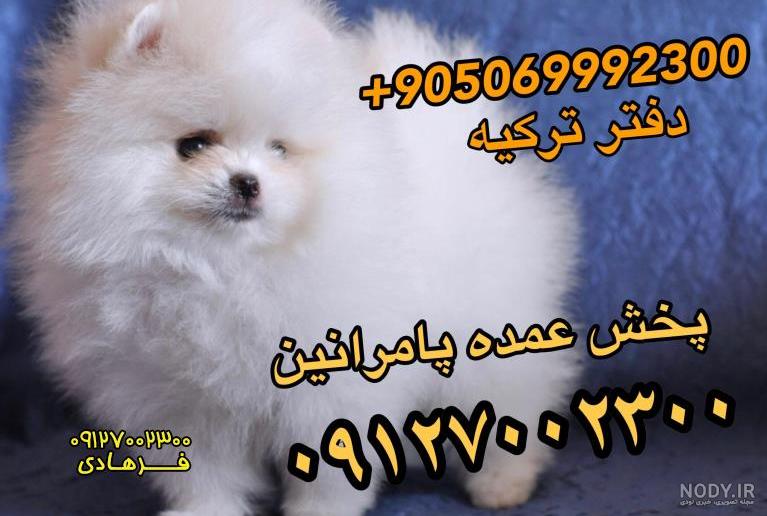قیمت و خرید سگ پامرانین خرسی و روباهی (Pomeranian)