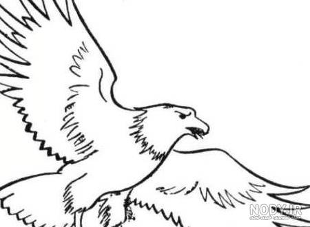 مجموعه عکس عقاب طلایی برای نقاشی (جدید) مجموعه عکس عقاب طلایی برای نقاشی (جدید)