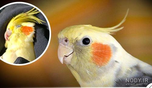 مجموعه کلیپ های خنده دار از بچه طوطی ها و پرنده های زیبا و خوشگل