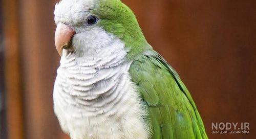 همه چیز در مورد «طوطی راهب»؛ پرنده باهوش و اجتماعی - ستاره
