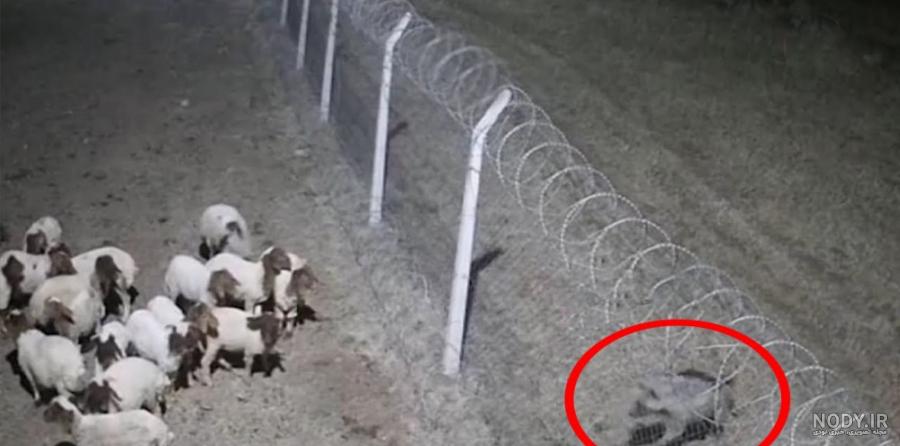 و همچنان طنز... - تستچی