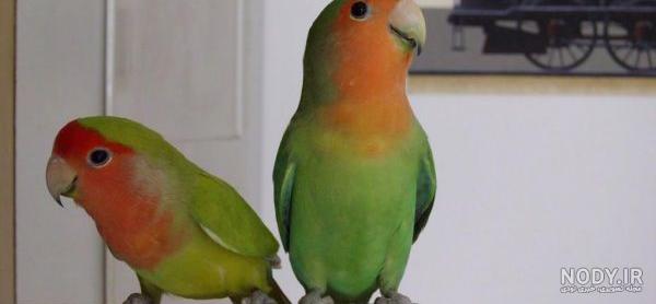 چگونه بفهمیم طوطی نر است یا ماده؟