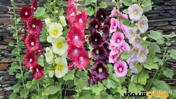 خواص گل ختمی و پنیرک ؛ درمان عفونت های بدن با خوردن گل ختمی و ...