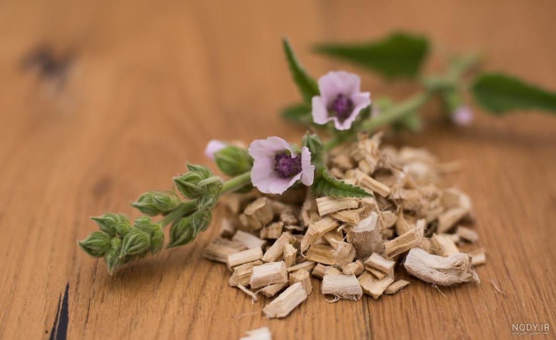 لیست قیمت گل پنیرک و ختمی، ۲۳ دی | ترب