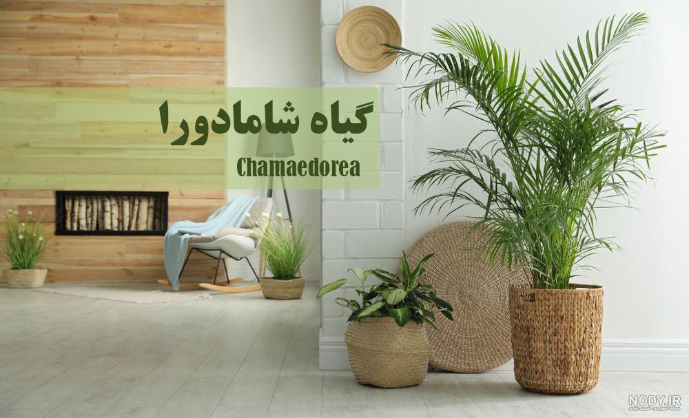 نگهداری نخل شامادورا | نحوه تکثیر، آبیاری و مراقبت از گیاه نگهداری نخل شامادورا | نحوه تکثیر، آبیاری و مراقبت از گیاه