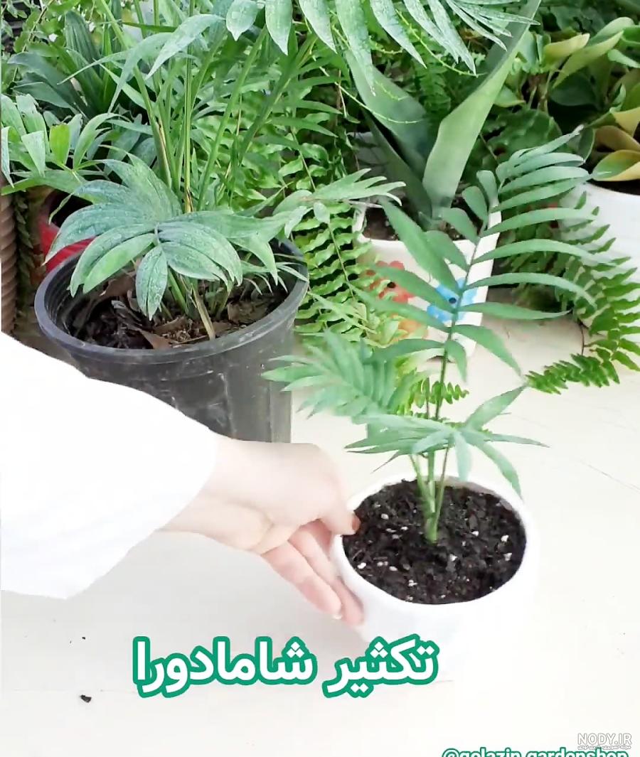 گل شامادورا بزرگ 6995 09129410059- ارسال گل در محل تهران 09129410059 گل شامادورا بزرگ 6995 09129410059- ارسال گل در محل تهران 09129410059
