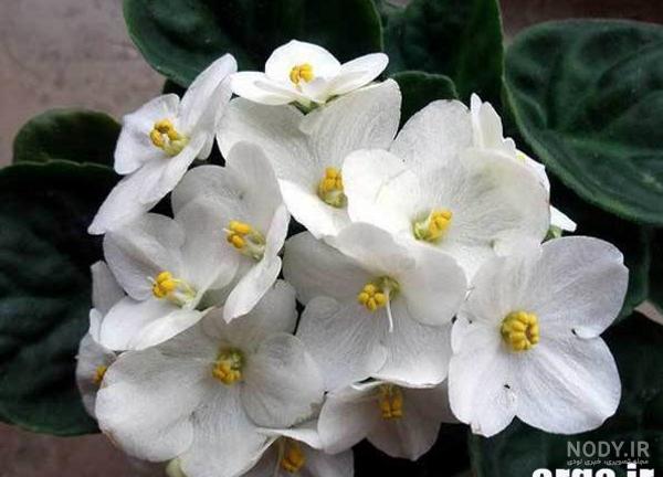 عکس گل های طبیعی و زیبا (4) عکس گل های طبیعی و زیبا (4)