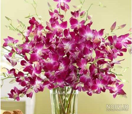 عکس گل های طبیعی و زیبا (4) عکس گل های طبیعی و زیبا (4)