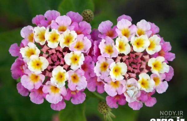 عکس گل های ظریف عکس گل های ظریف