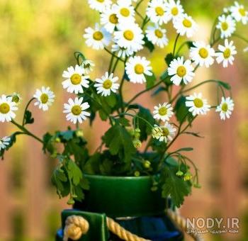 عکس گل های ظریف عکس گل های ظریف