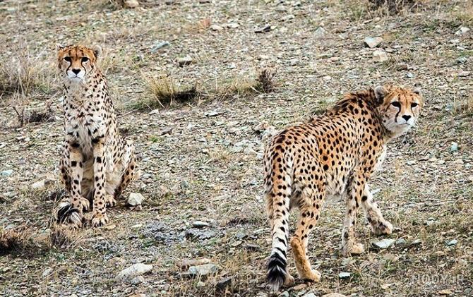 عکس های بچه یوزپلنگ عکس های بچه یوزپلنگ