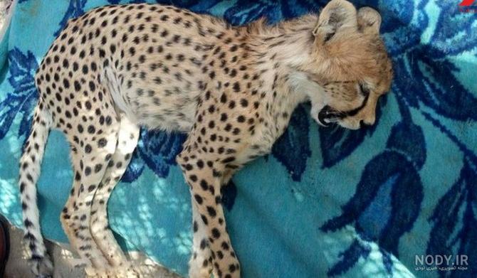 مجموعه عکس جگوار سیاه برای پروفایل (جدید) مجموعه عکس جگوار سیاه برای پروفایل (جدید)