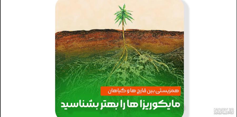 خرید و قیمت گل اشک ملکه کوچیک از غرفه کود و نهاده باقری | باسلام خرید و قیمت گل اشک ملکه کوچیک از غرفه کود و نهاده باقری | باسلام