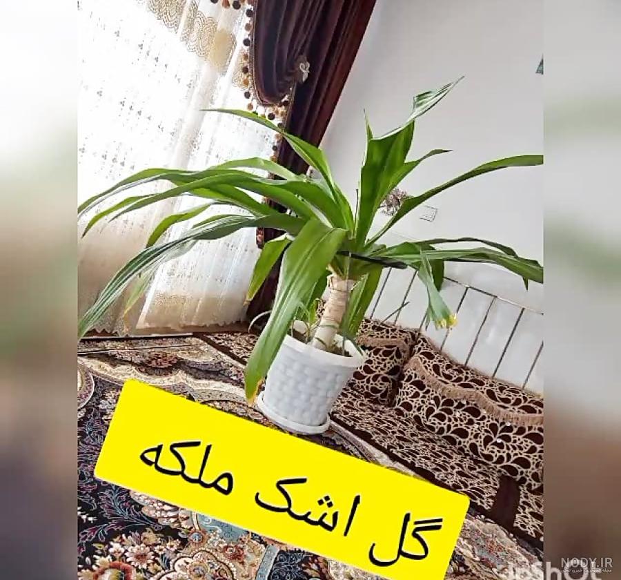 عکس گل اشک - عکس نودی عکس گل اشک - عکس نودی