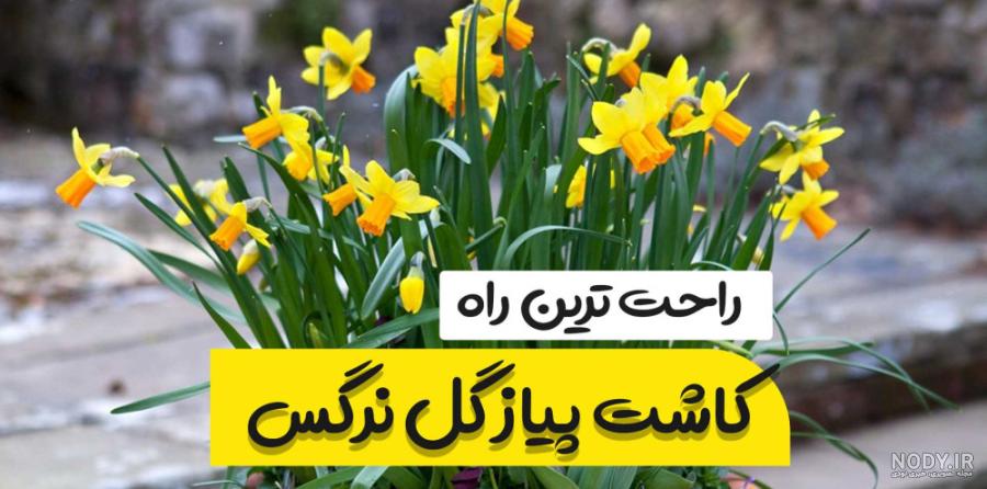 عکس گل اشک - عکس نودی عکس گل اشک - عکس نودی