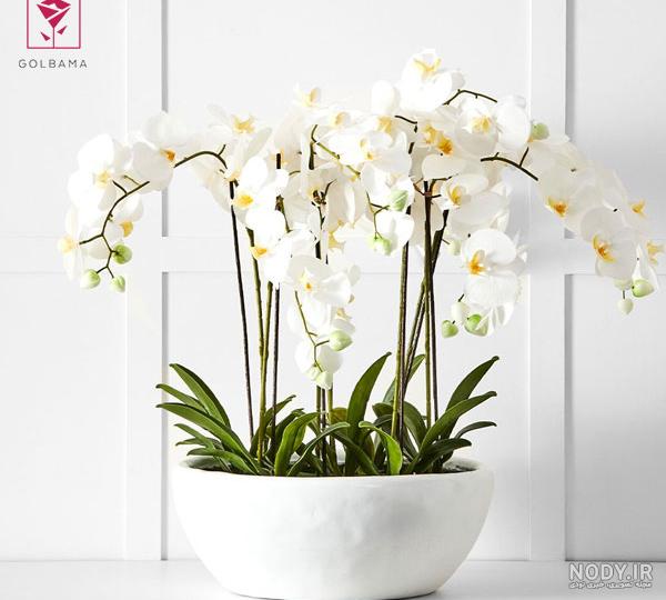 عکس گل اشک - عکس نودی عکس گل اشک - عکس نودی