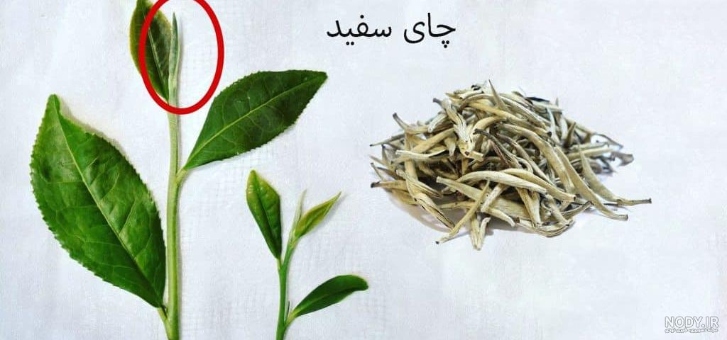 قیمت و خرید چای سفید اصل قیمت و خرید چای سفید اصل