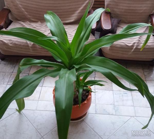 نگهداری و مراقبت از گیاه آپارتمانی بیلبرجیا (اشک ملکه) - گیاه ... نگهداری و مراقبت از گیاه آپارتمانی بیلبرجیا (اشک ملکه) - گیاه ...