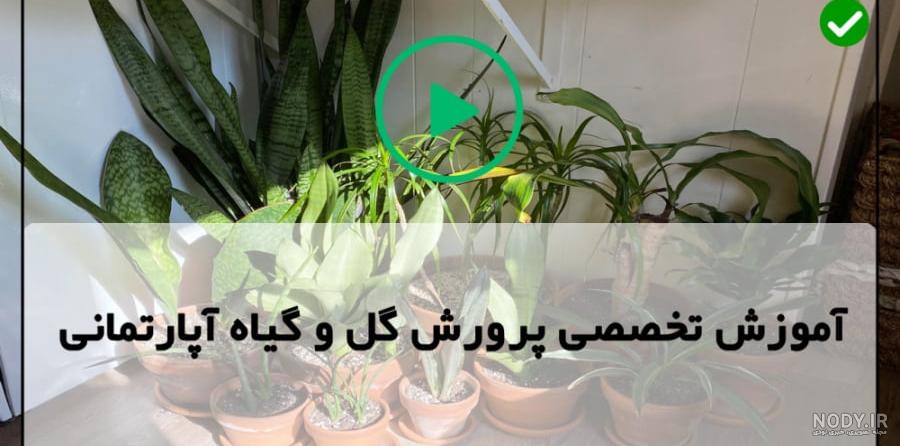 گل اشک ملکه گل اشک ملکه