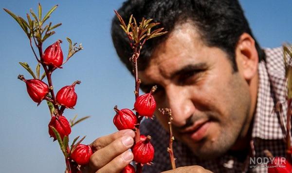 عکس چای سفید - عکس نودی