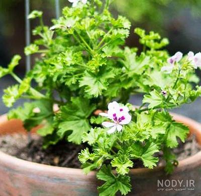 چای بلومینگ چیست + خواص چای بلومینگ