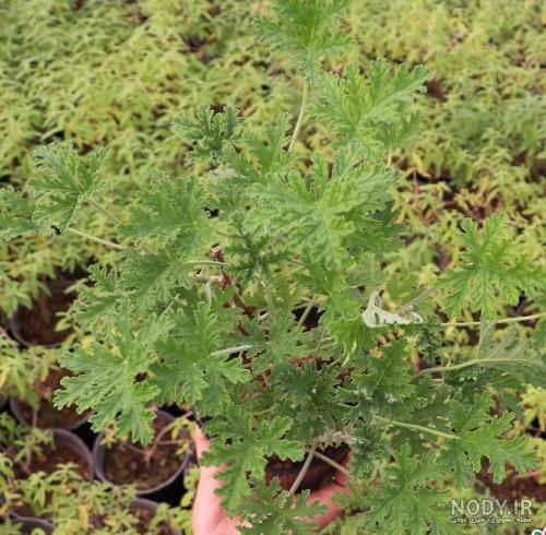 چای سفید بلومینگ یا شکوفنده به همراه گل یاس - چای مارکت
