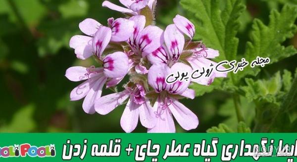 چای سفید بلومینگ یا شکوفنده به همراه گل یاس - چای مارکت