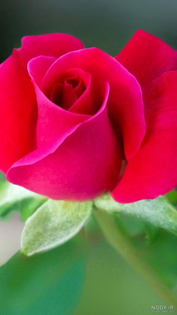 دسته گل خوشگل برای تولد 2741 09129410059- ارسال دسته گل در محل ...