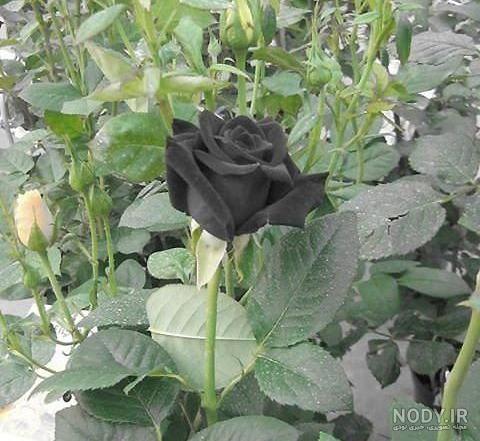زیباترین مجموعه عکس گل رز مشکی بسیار خاص، برای پروفایل - انگیزه