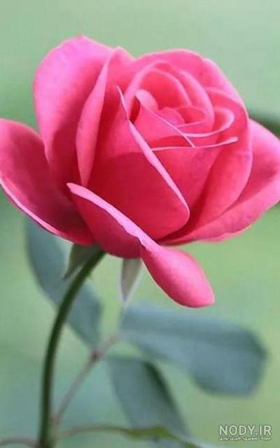عکس گل خوشگل برای صفحه گوشی