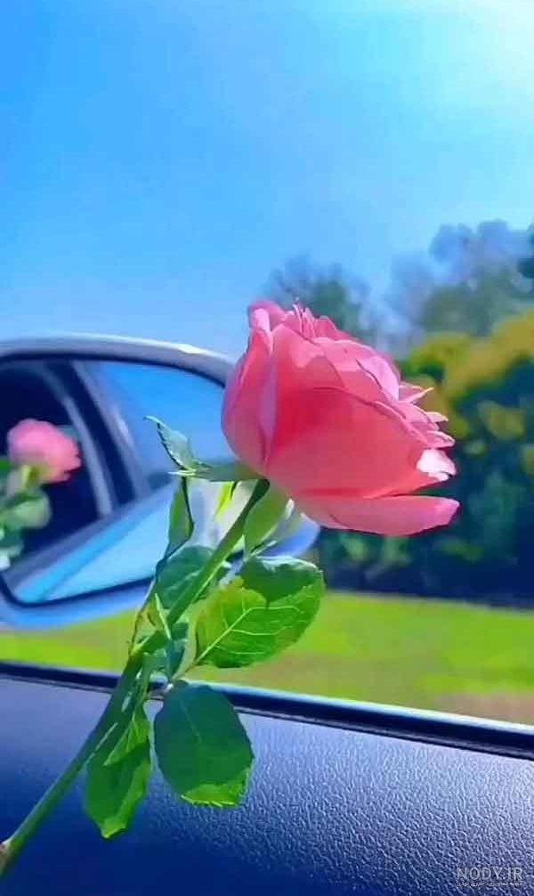 عکس گل خوشگل طبیعی